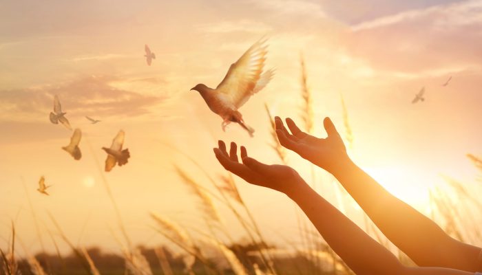 Woman praying and free bird enjoying nature on sunset background, hope concept
