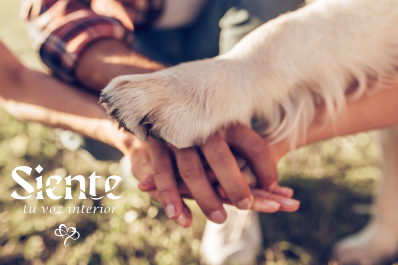 acompañamiento siente